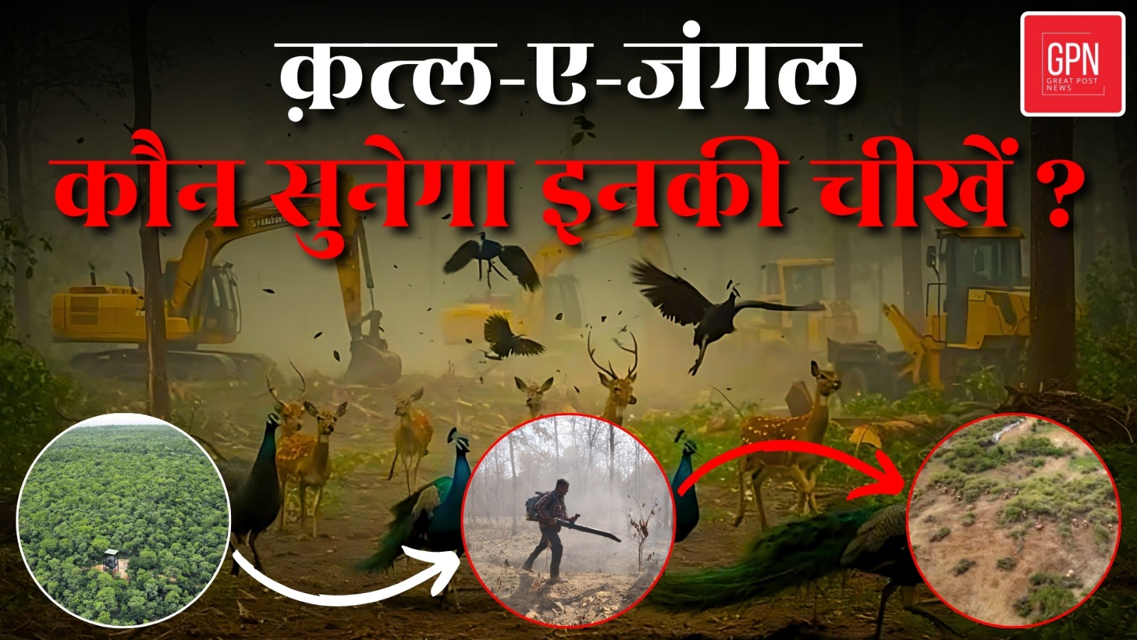 Telangana Kancha Gachibowli Jungle |  Viral Video |400एकड़ के जंगल पर खतरा | Great Post News